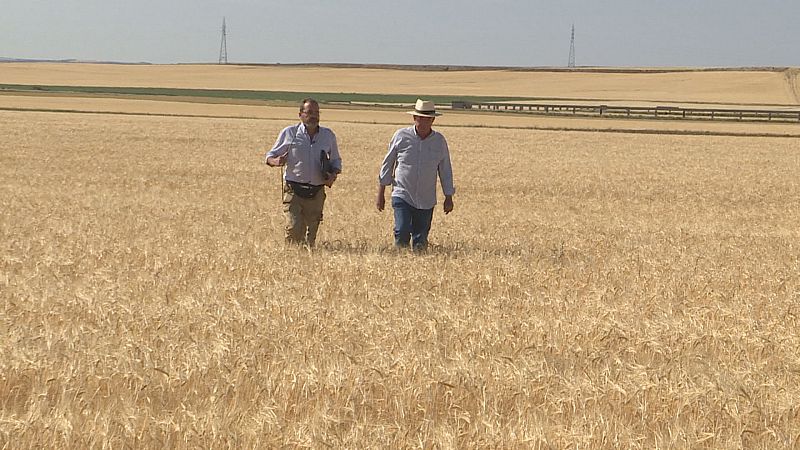 Campo de cereales en Magán (Toledo)