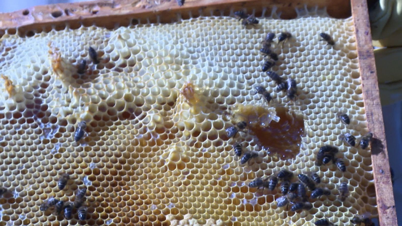 Cómo construyen las abejas sus panales? - Ciencia y tecnología