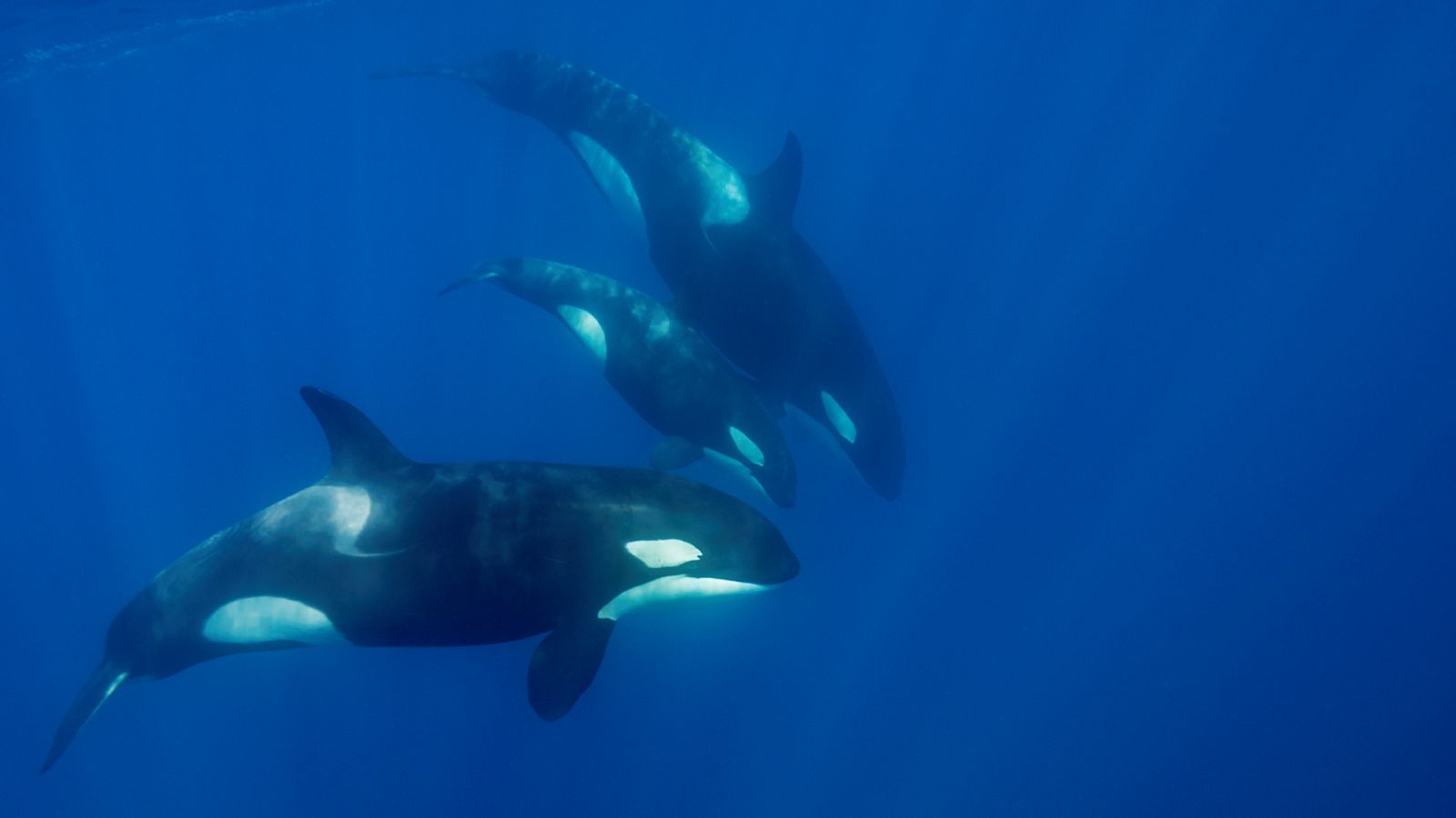 Las orcas golpean barcos en aguas del Estrecho y Galicia
