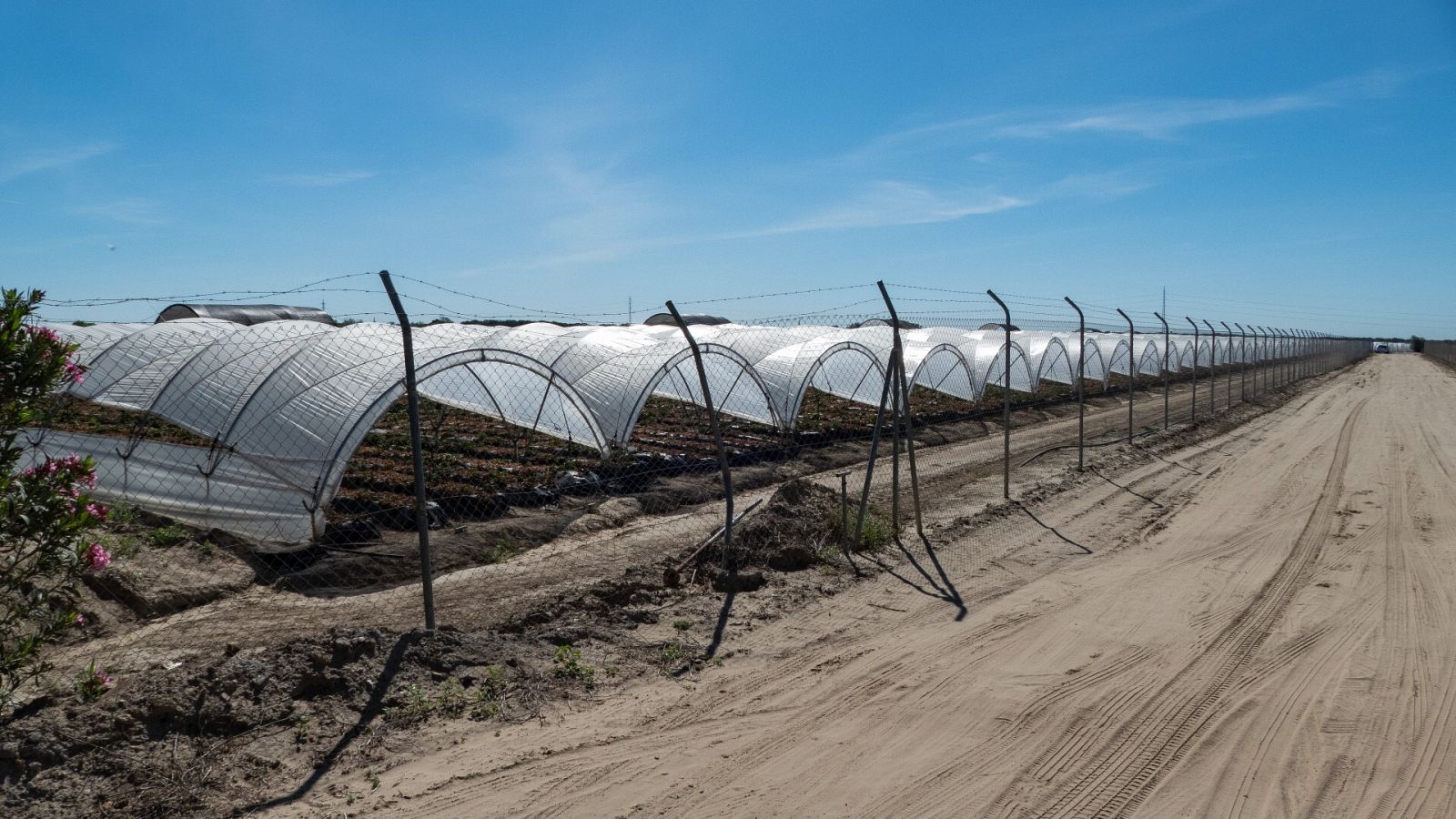 Cultivos en el entorno de Doñana, en el centro de la polémica por la visita de parlamentarios alemanes