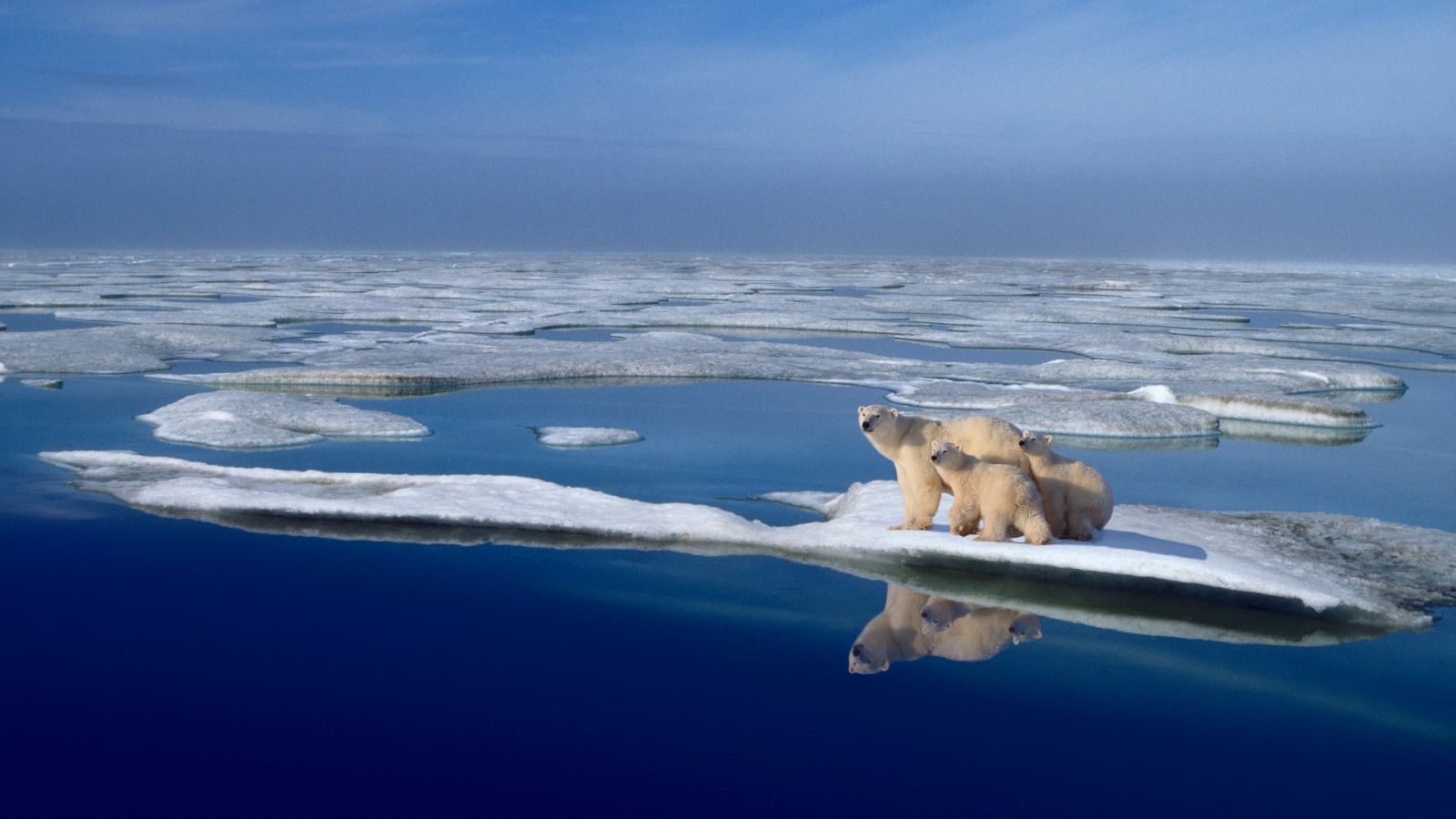 Imagen: El Ártico podría perder todo su hielo por primera vez entre 2030 y 2050, una década antes de lo esperado
