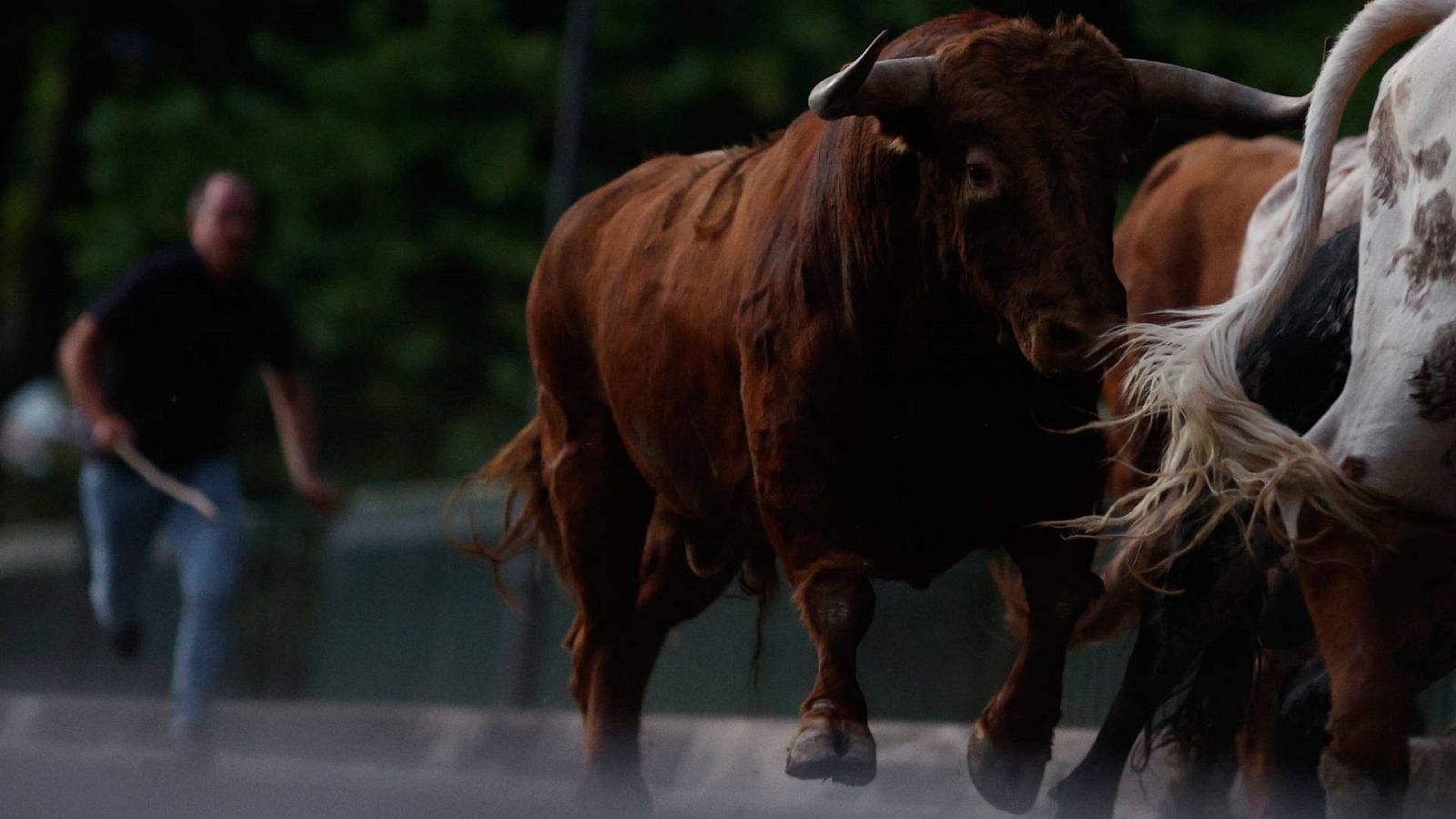 San Fermín: Varios pastores conducen a los toros de La Palmosilla a los corrales de Santo Domingo en el tradicional encierrillo