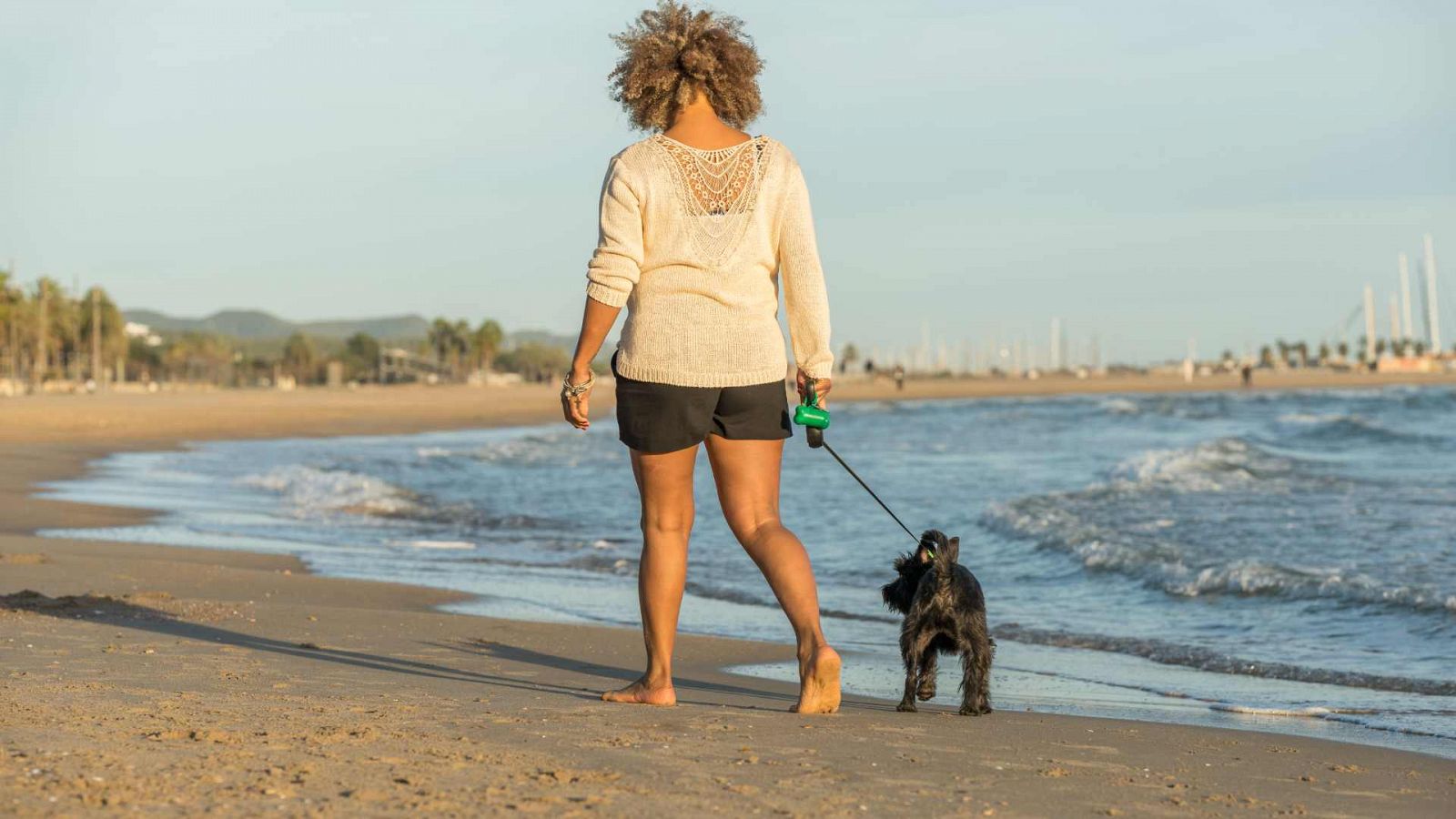 El informe destaca la interacción negativa de los perros con la fauna de la playas, sobre todo aves.