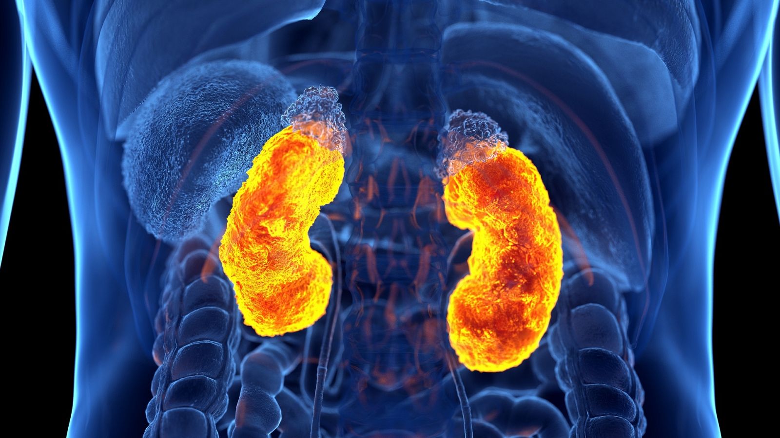 ¿Cuál es la función de los riñones? ¿Se puede vivir solo con 1?