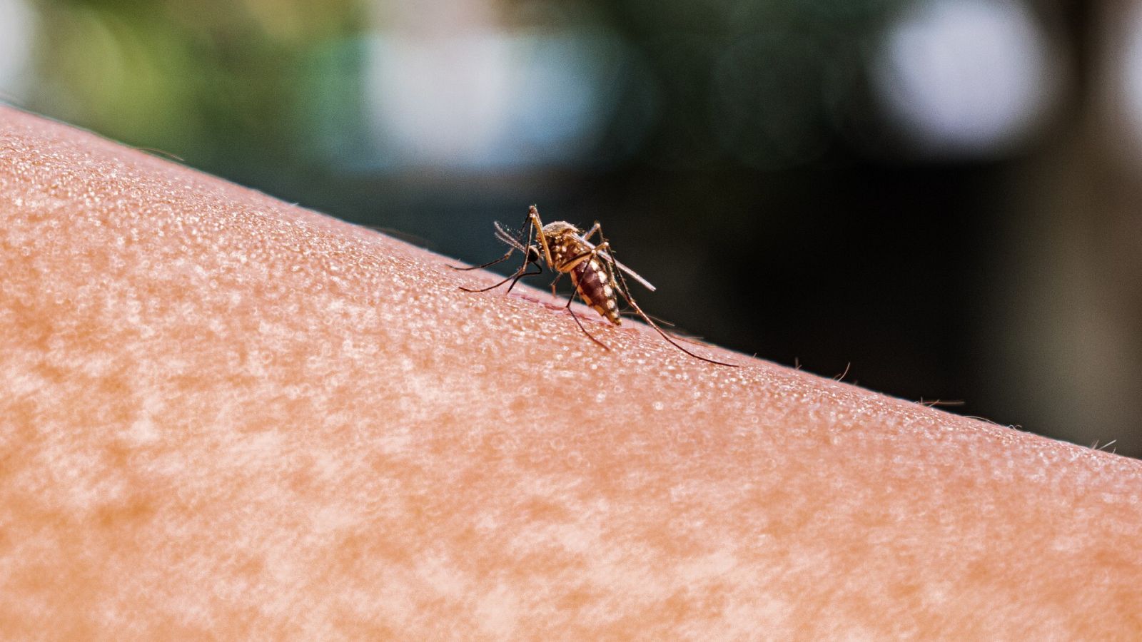 Mosquito anófeles, transmisor de la malaria