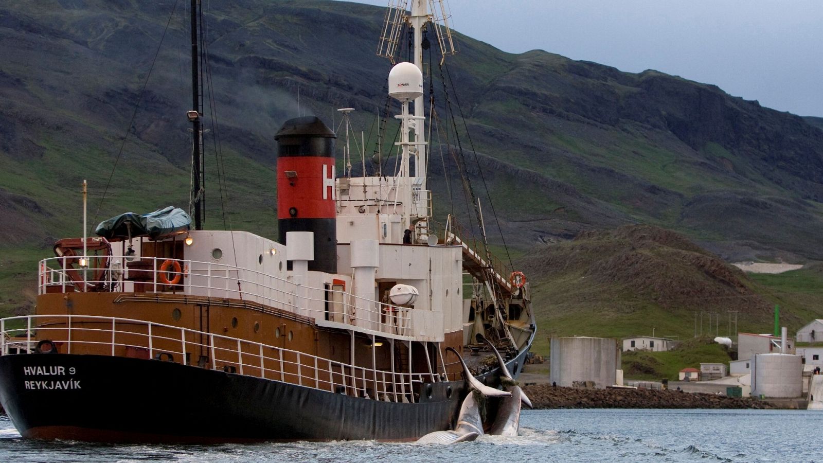Un barco ballenero lleva dos rorcuales comunes a su base en Hvalfjordur, Islandia 19 de junio de 2009