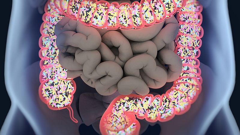 Gut bacteria, microbiome. Bacteria inside the large intestine, concept, representation. 3D illustration.