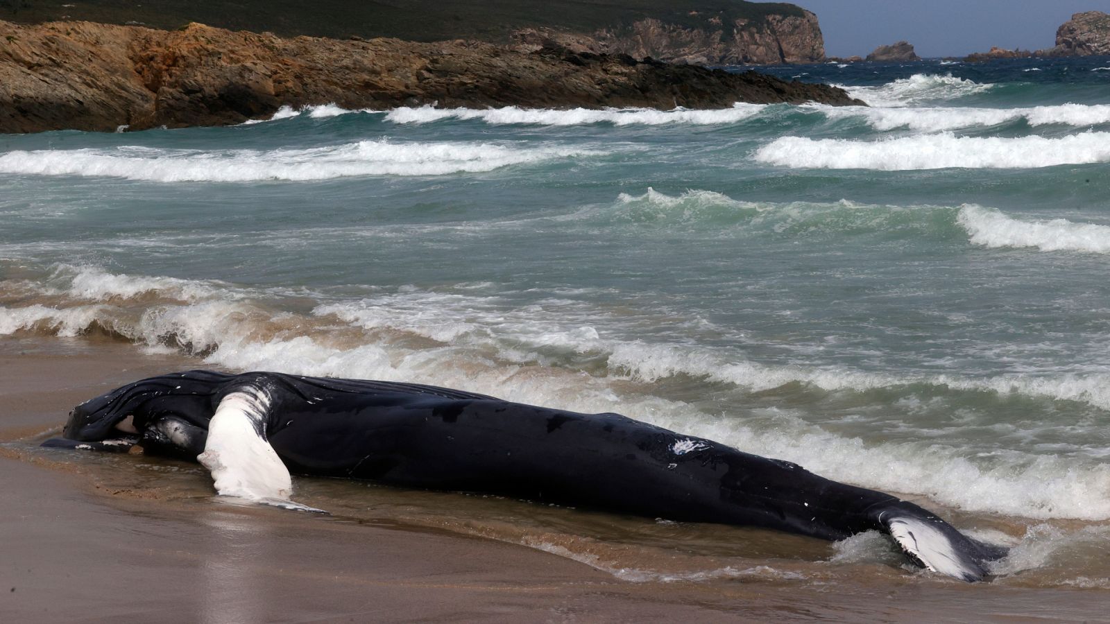 Aparece una ballena jorobada muerta en una playa de Ferrol