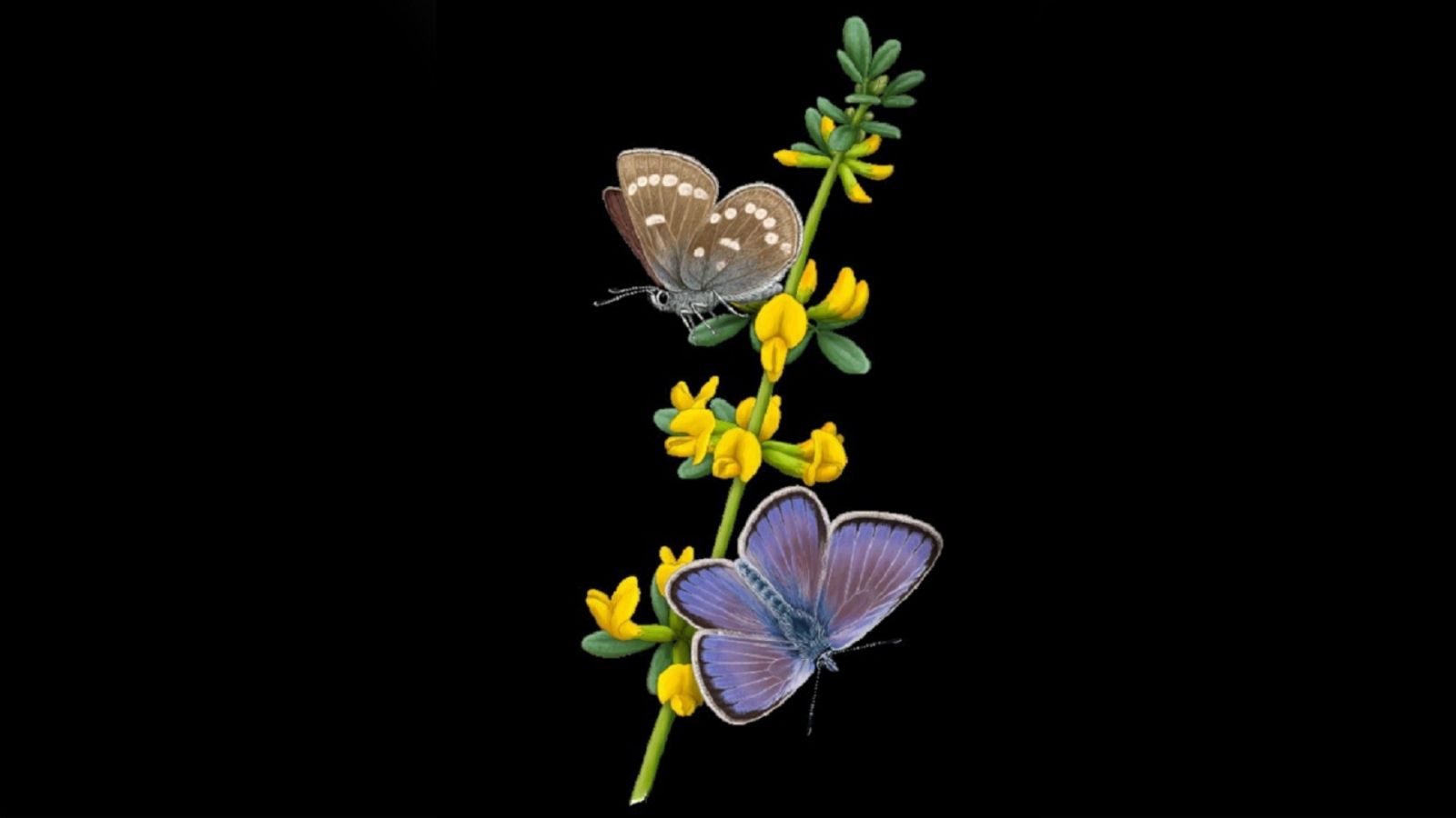 Recuperan el genoma del primer insecto extinto por los seres humanos: ilustración de la mariposa 'Xerces Blue' posada en una rama de la planta de la que se alimentaba