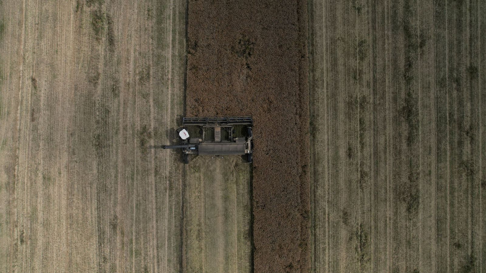 Un agricultor trabaja con una cosechadora en un campo cerca de Kyshchentsi, en la región de Cherkasy