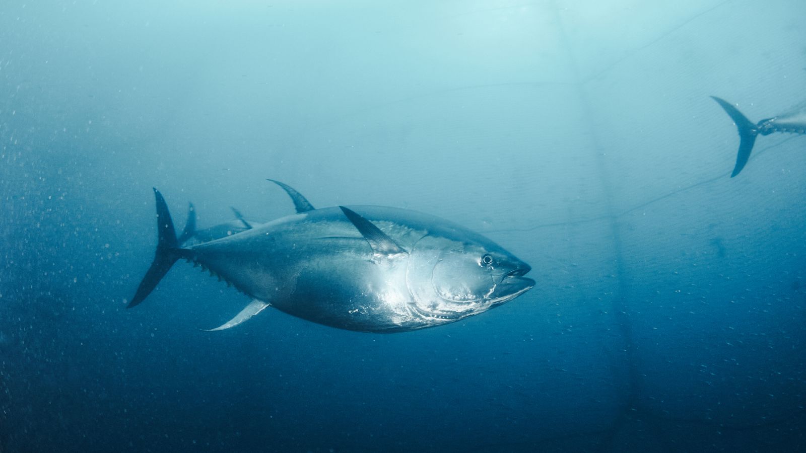 Imagen de archivo del atún rojo atlántico (Thunnus thynnus).