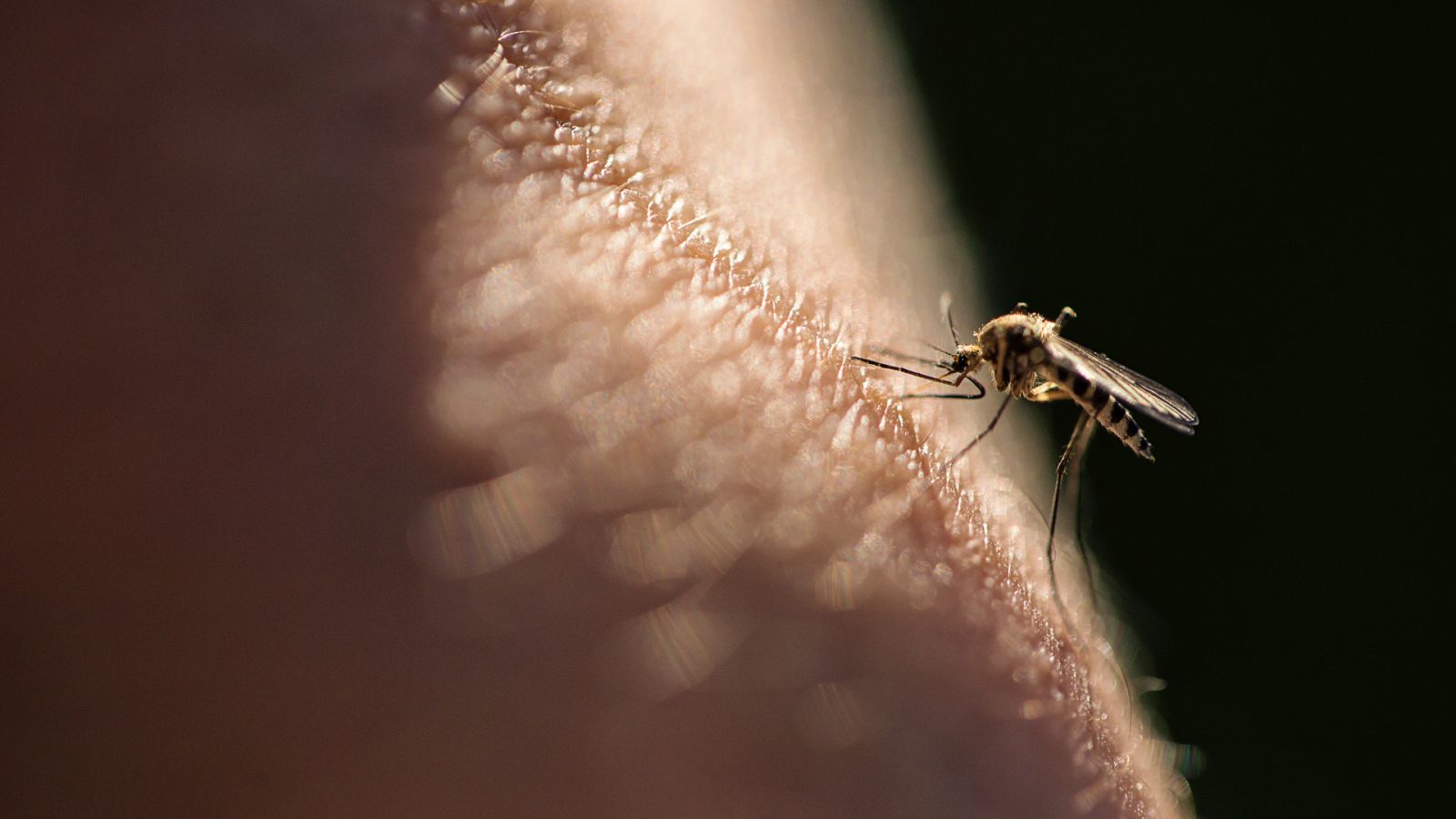 Un mosquito se posa sobre una persona