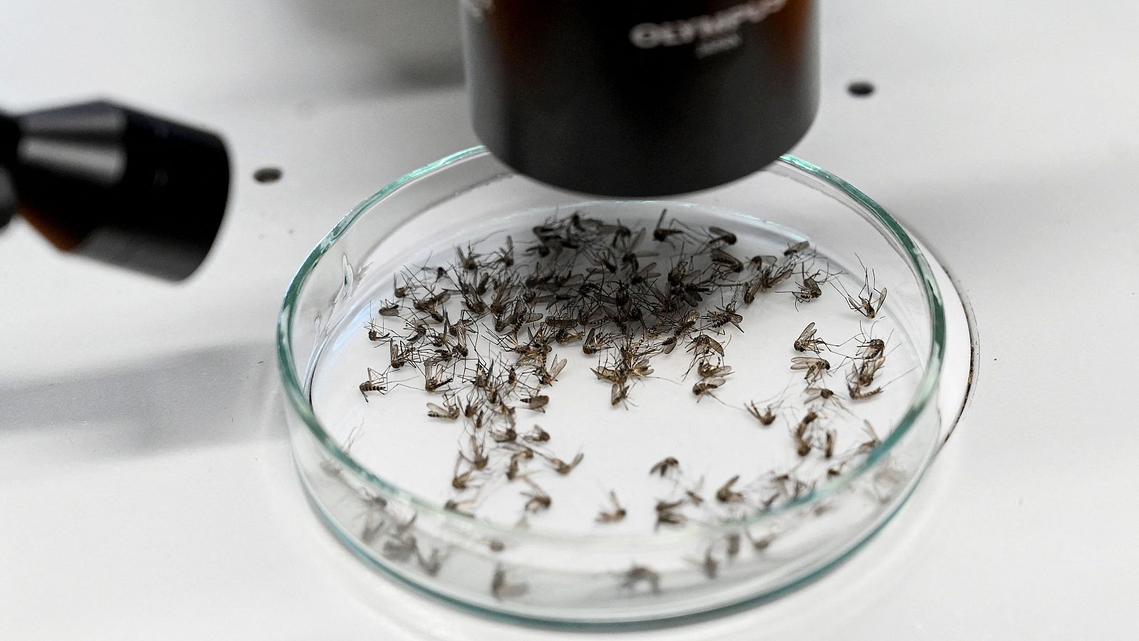 Multitud de mosquitos en un recipiente de laboratorio para ser investigados con microscopio.