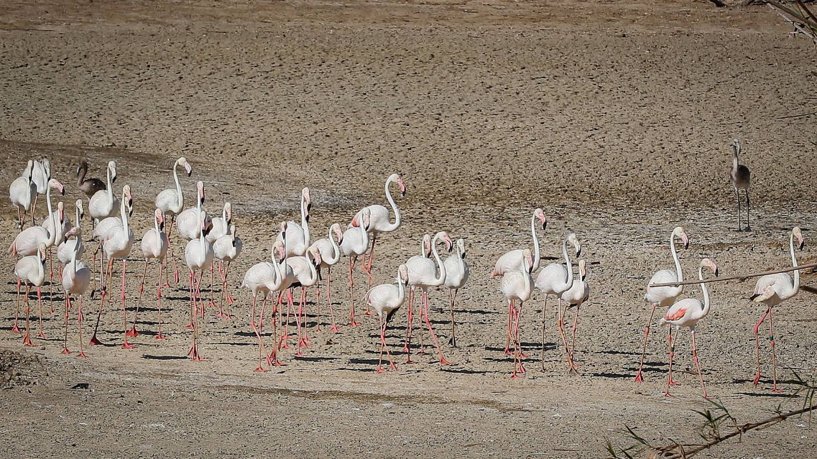Unos flamencos recorren una laguna completamente seca en Doñana