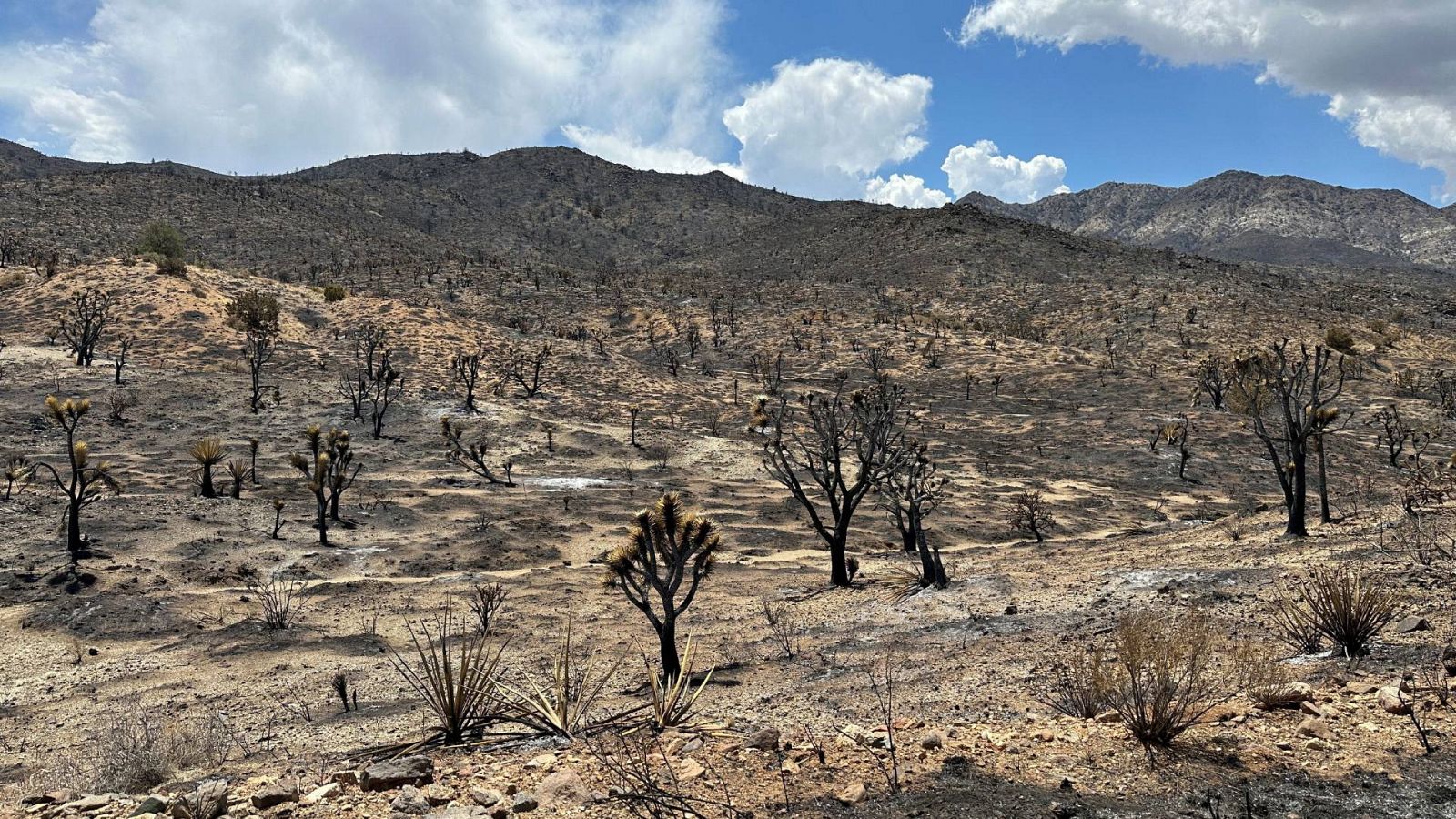 Una imagen de algunos de los árboles de Josué quemados por un incendio en California, Estados Unidos.