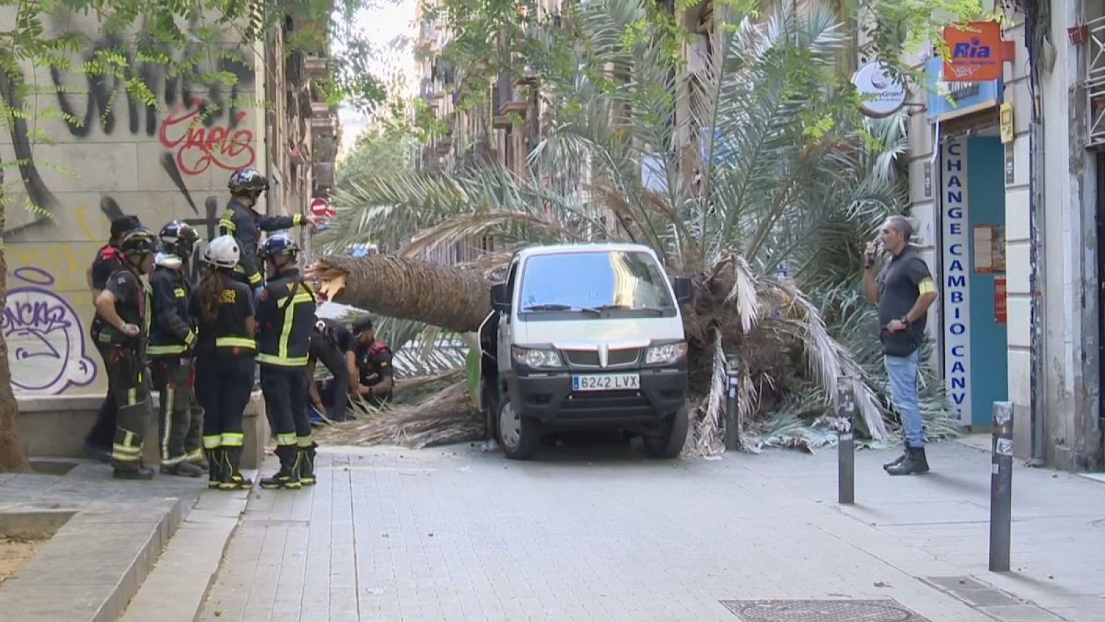 Els Bombers intervenen per retirar la palmera caiguda al Raval de Barcelona