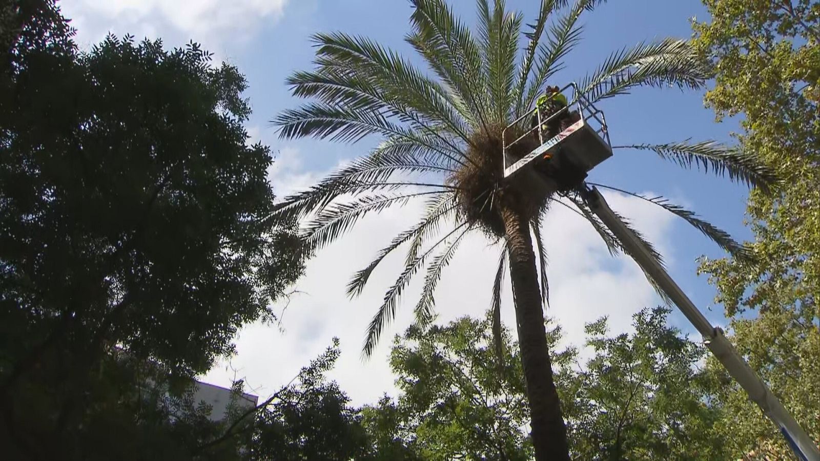  L'Ajuntament revisa les palmeres datileres de la ciutat