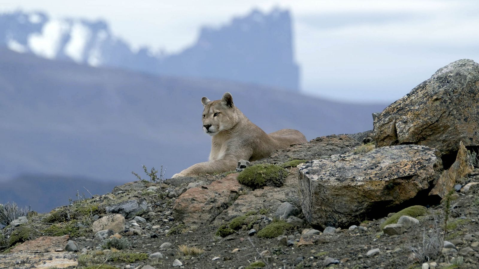 Panteras: razones para ver esta docuserie que no solo habla de naturaleza