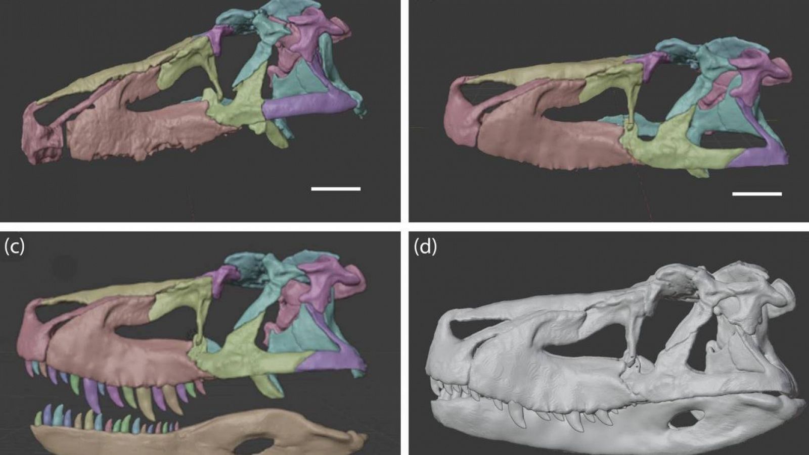 Cuatro imágenes con la recreación del cráneo de saurosuchus generadas en la Universidad de Birmingham