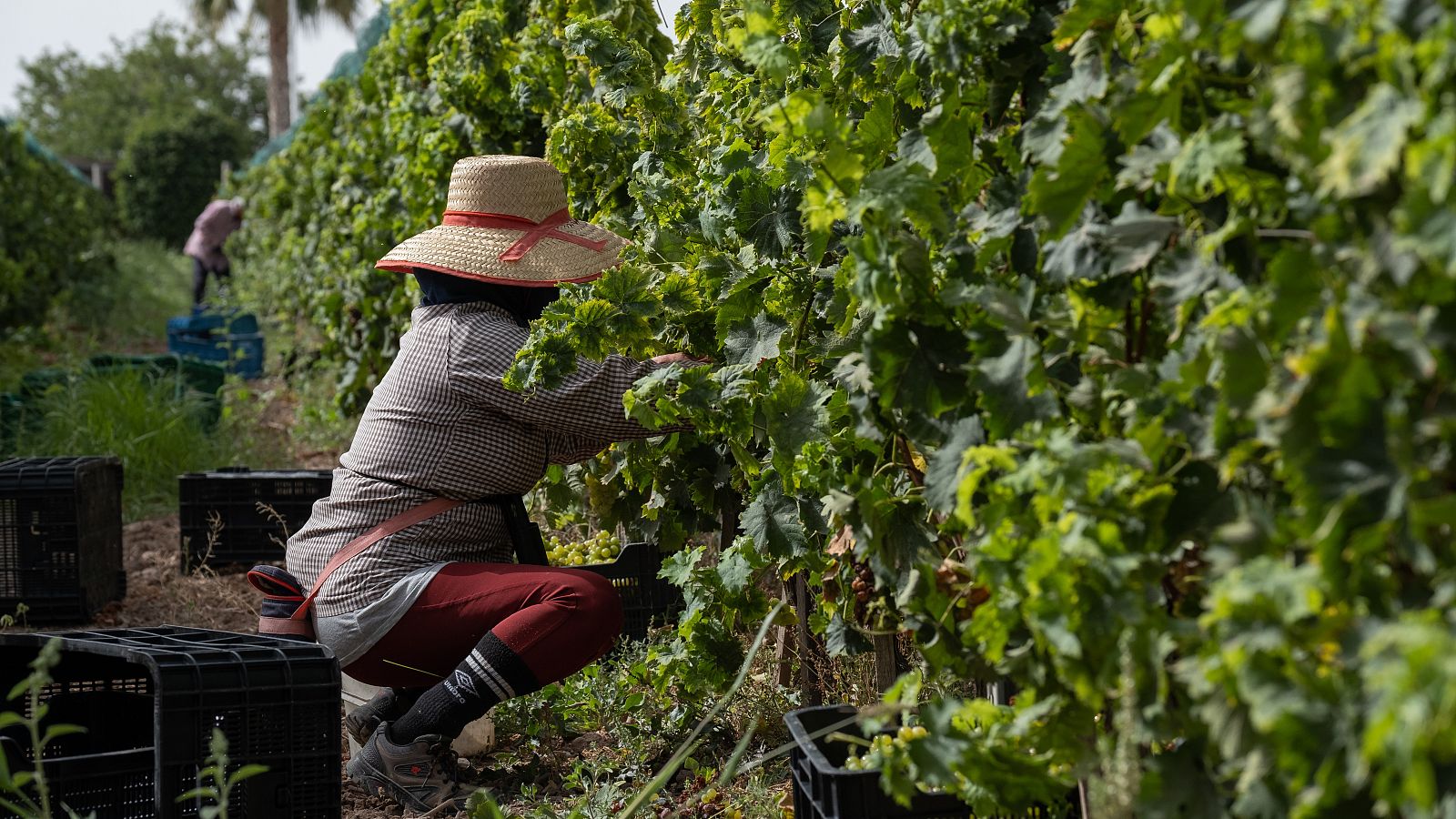 La verema del Penedès serà enguany més curta, però de millor qualitat