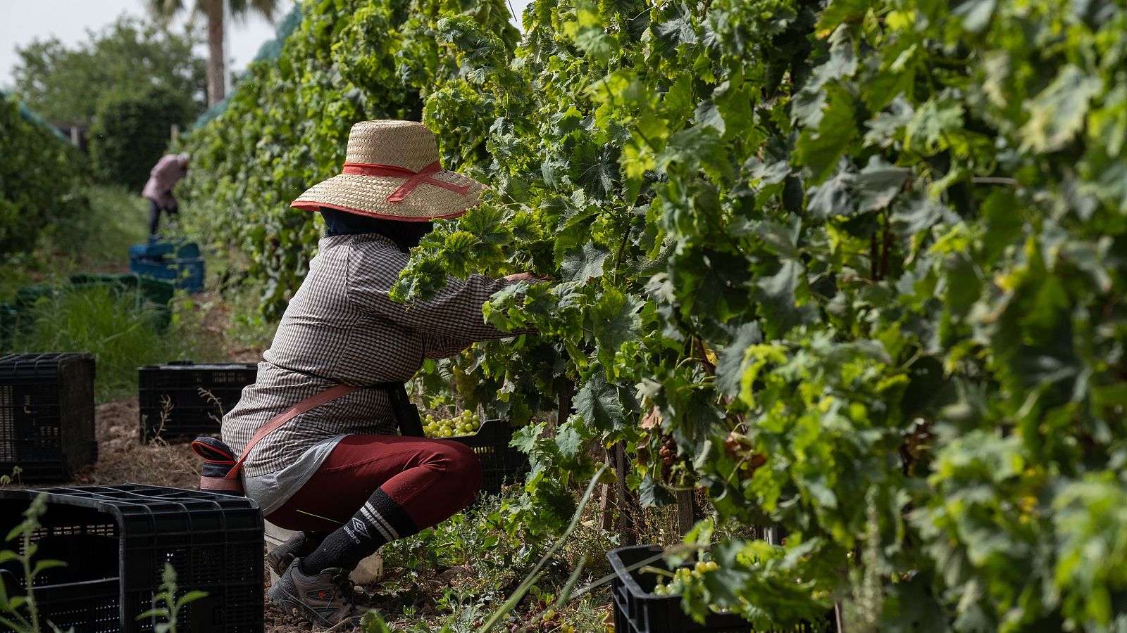 La verema del Penedès serà enguany més curta, però de millor qualitat