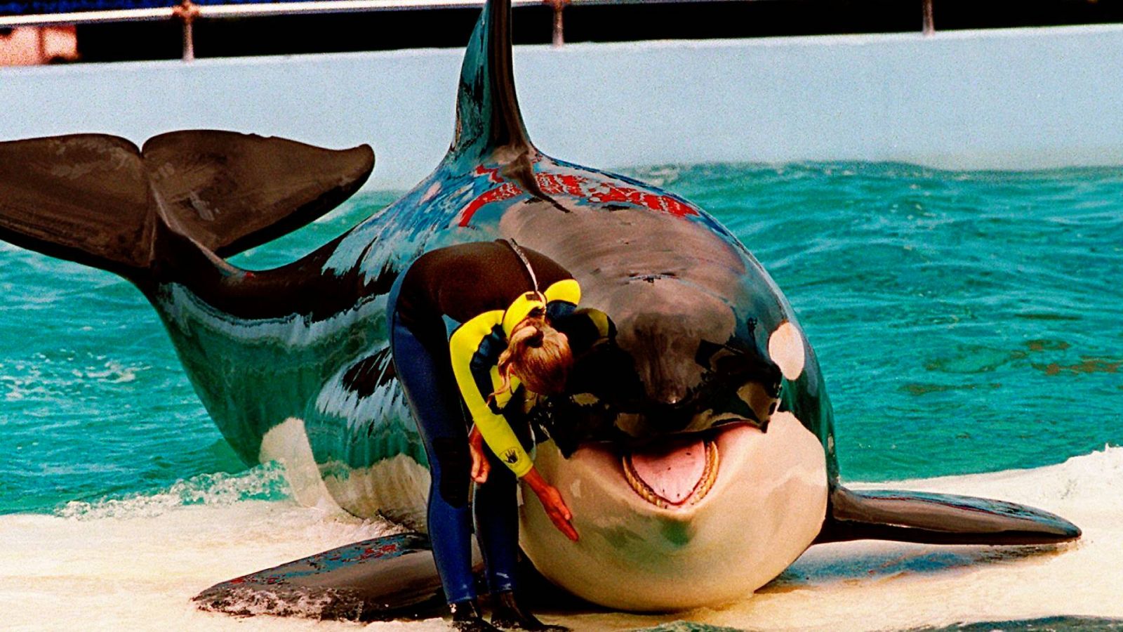 Imagen de archivo de la orca Lolita durante un espectáculo en el Miami Seaquarium.