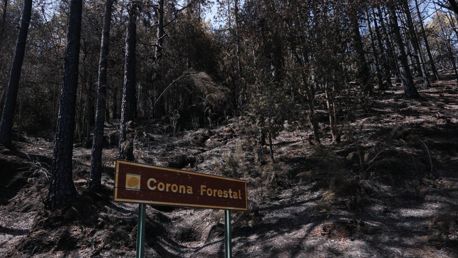 El Parque Nacional del Teide este jueves tras el paso del incendio forestal en la isla de Tenerife