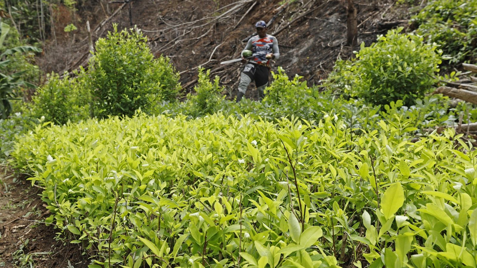 Cultivos de coca en Unguía, Colombia, en una imagen de archivo
