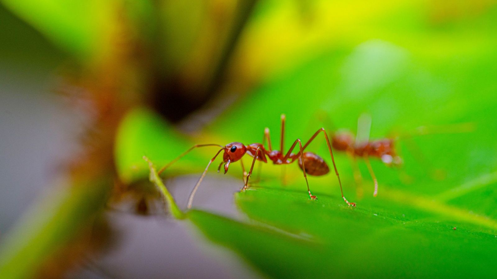 Imagen de archivo de hormigas rojas.