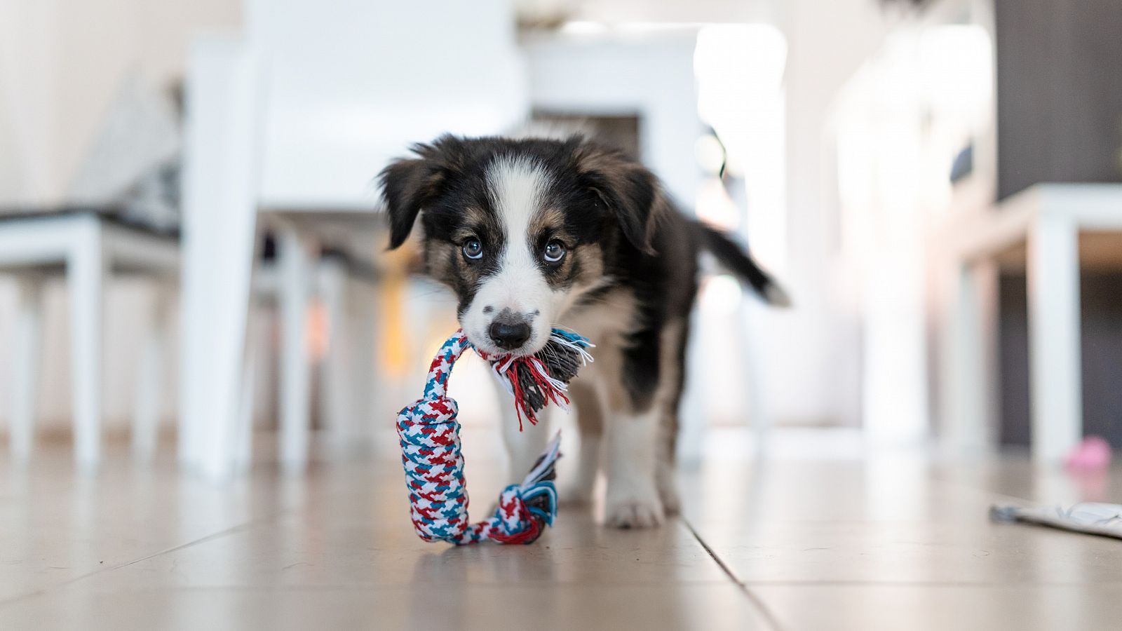 Un retrato de un cachorro de border collie con un juguete en la boca