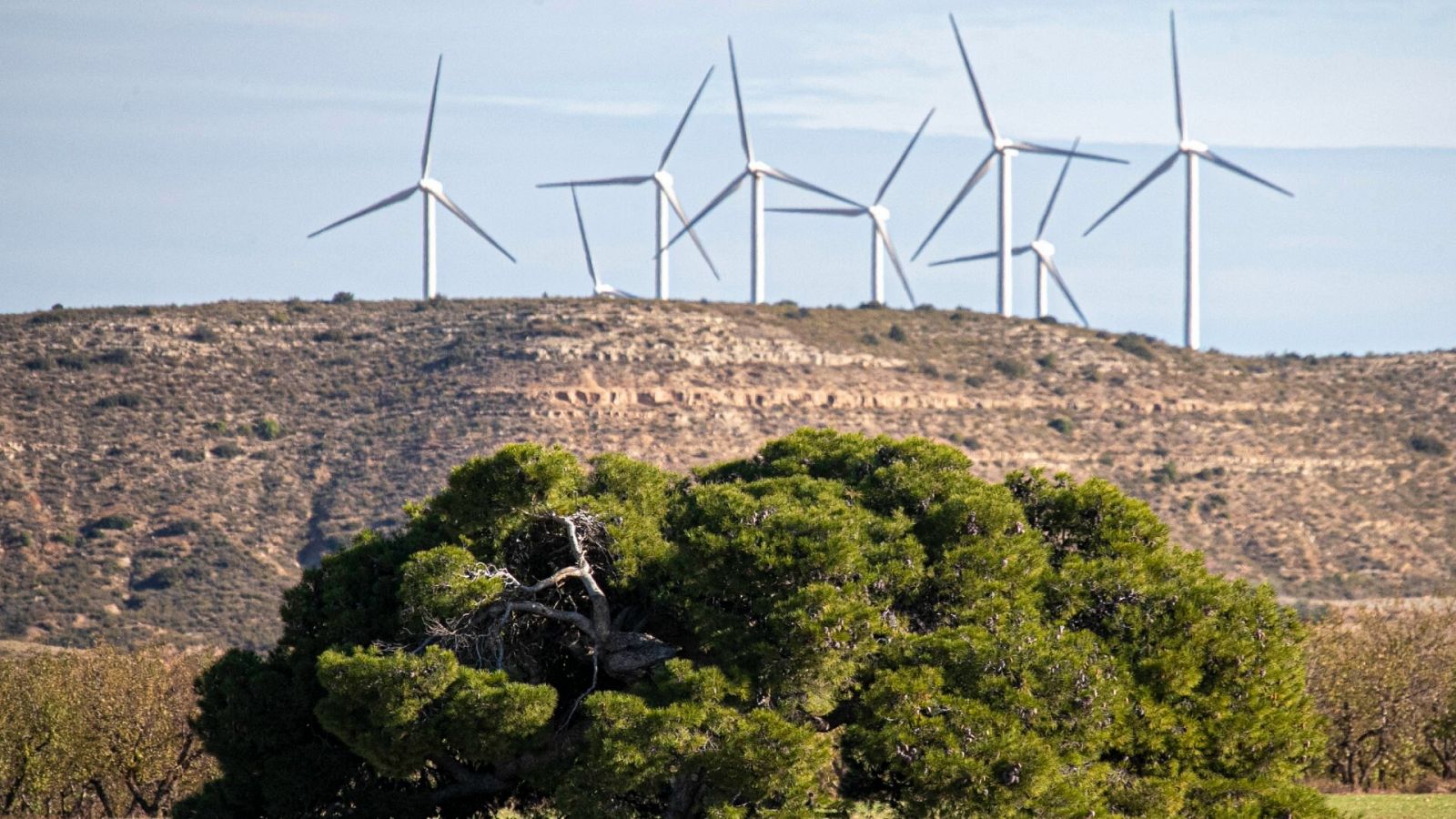 Un estudio de la Fundación para la Conservación del Quebrantahuesos cuantifica en casi 9.000 las muertes de aves desde 2020