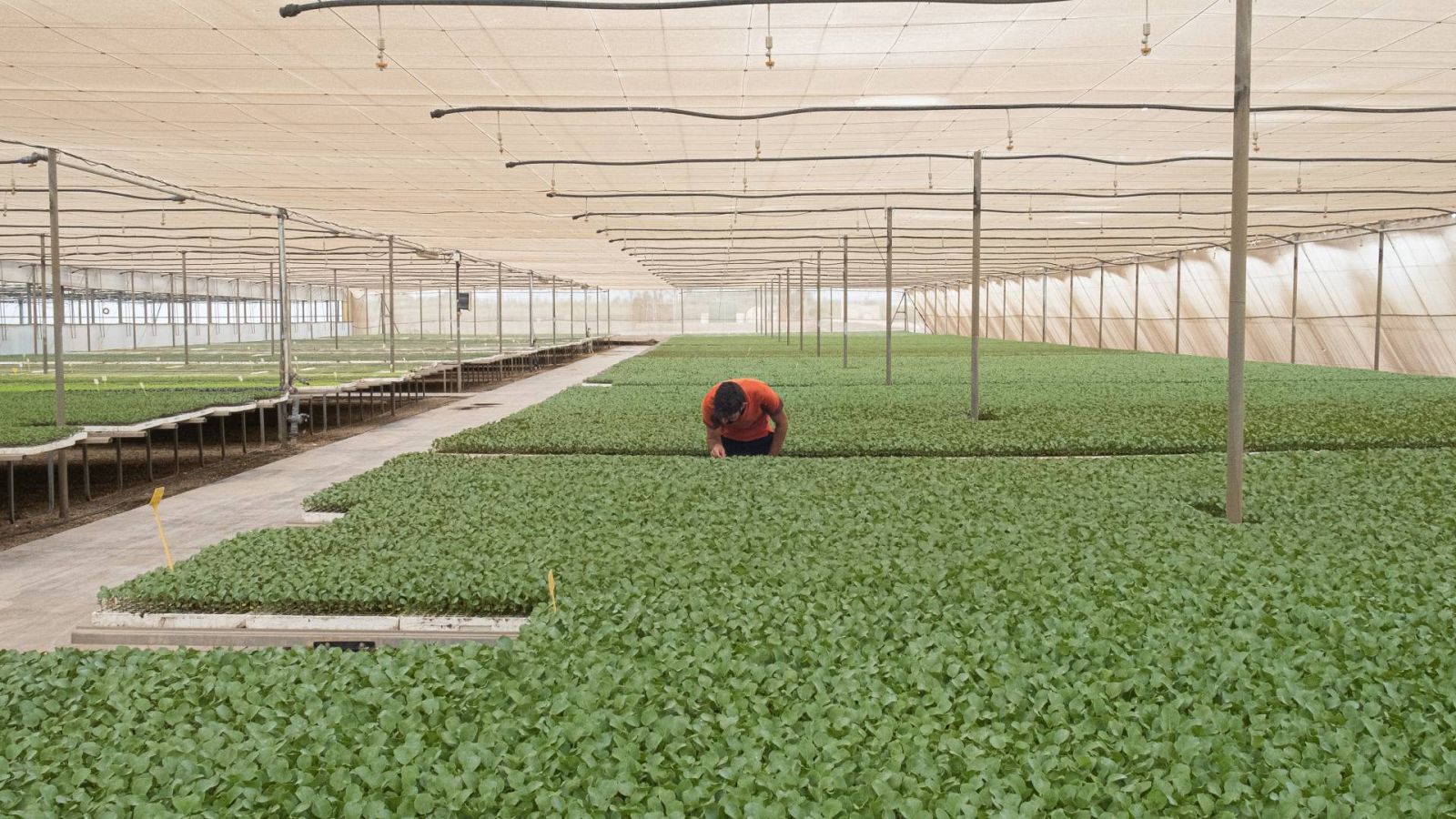 Un trabajador del semillero 'Semiflor' comprueba el estado de plantones de brócoli en el campo de Elche