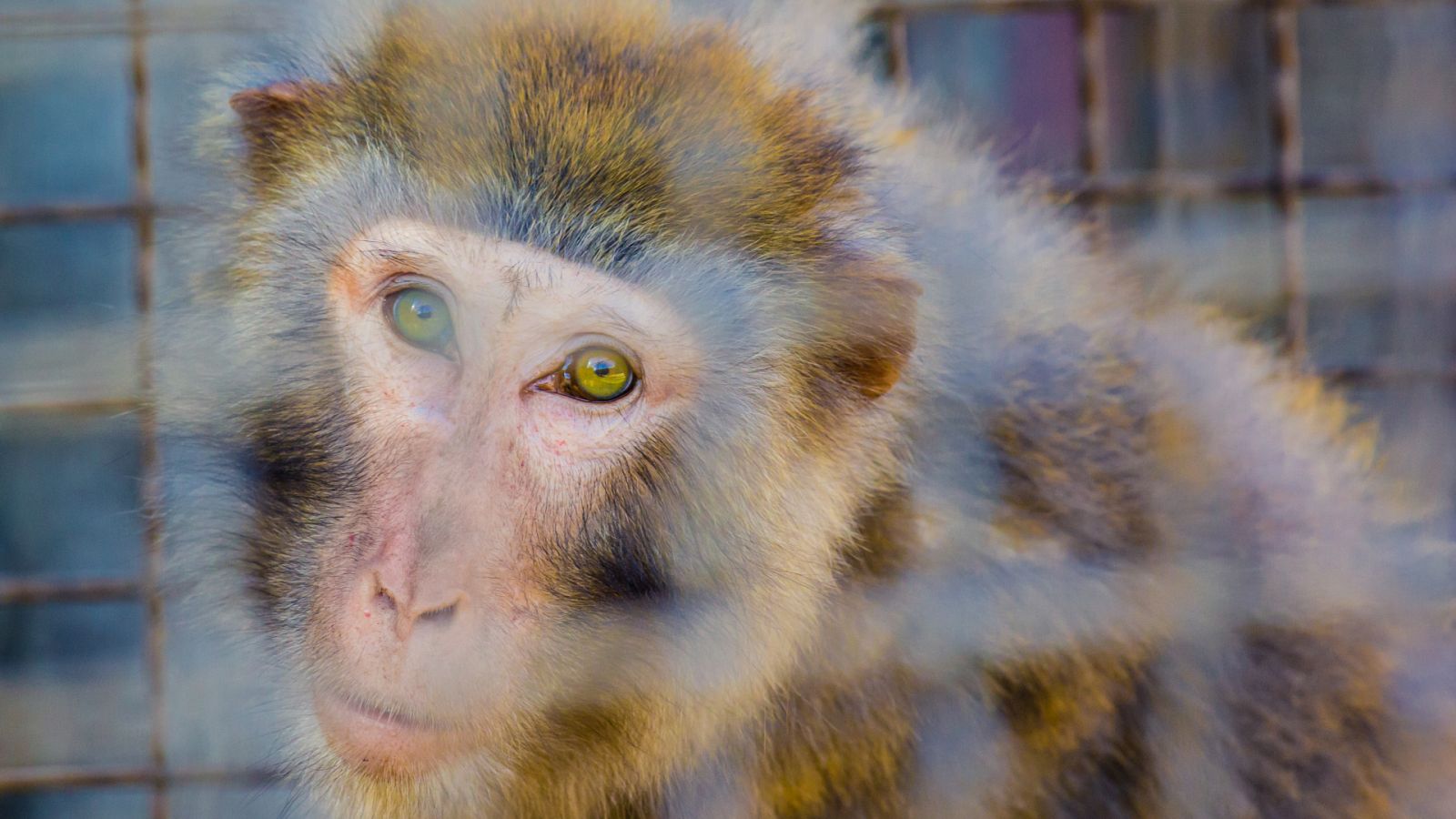 Neuralink ha utilizado macacos Rhesus en sus experimentos.