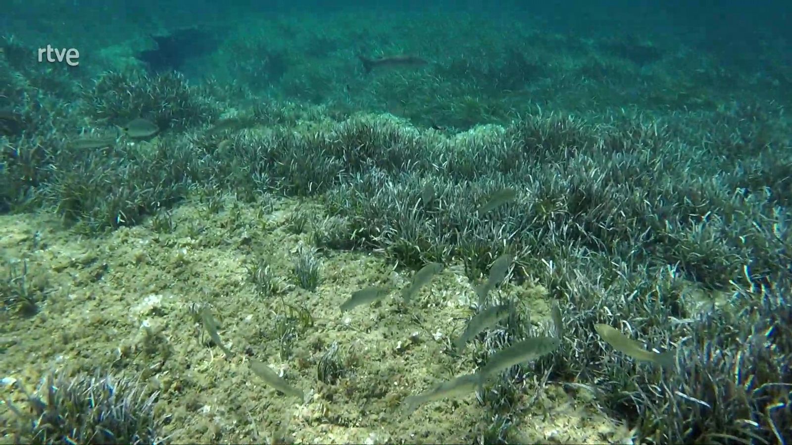 La posidònia, la importància de conservar aquesta planta, el gran pulmó del Mediterrani