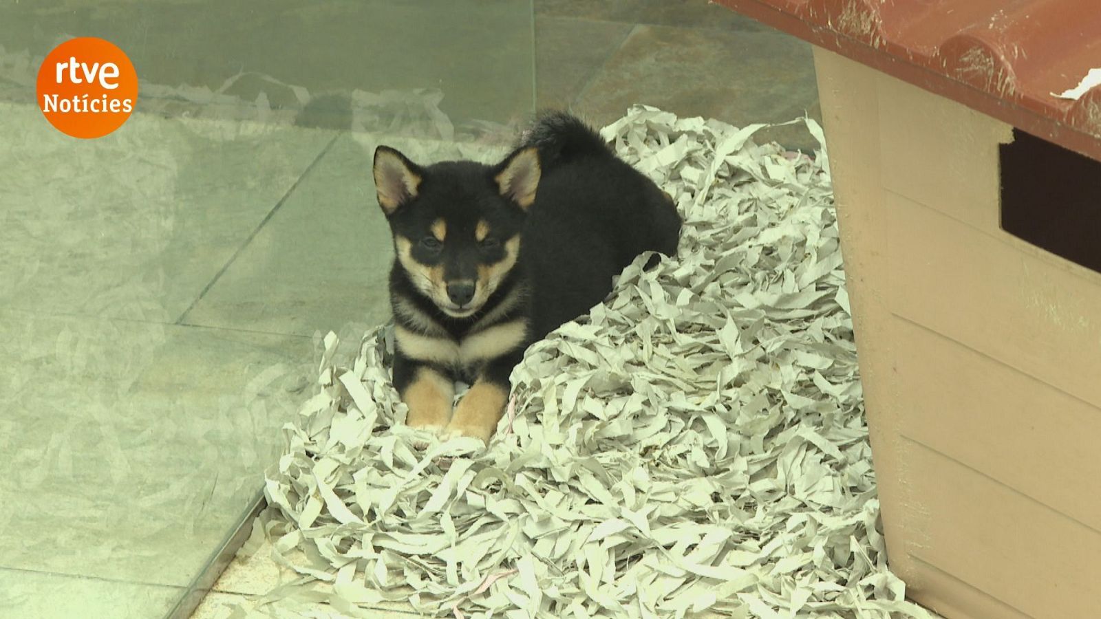  La llei de benestar animal prohibeix la venda d'animals