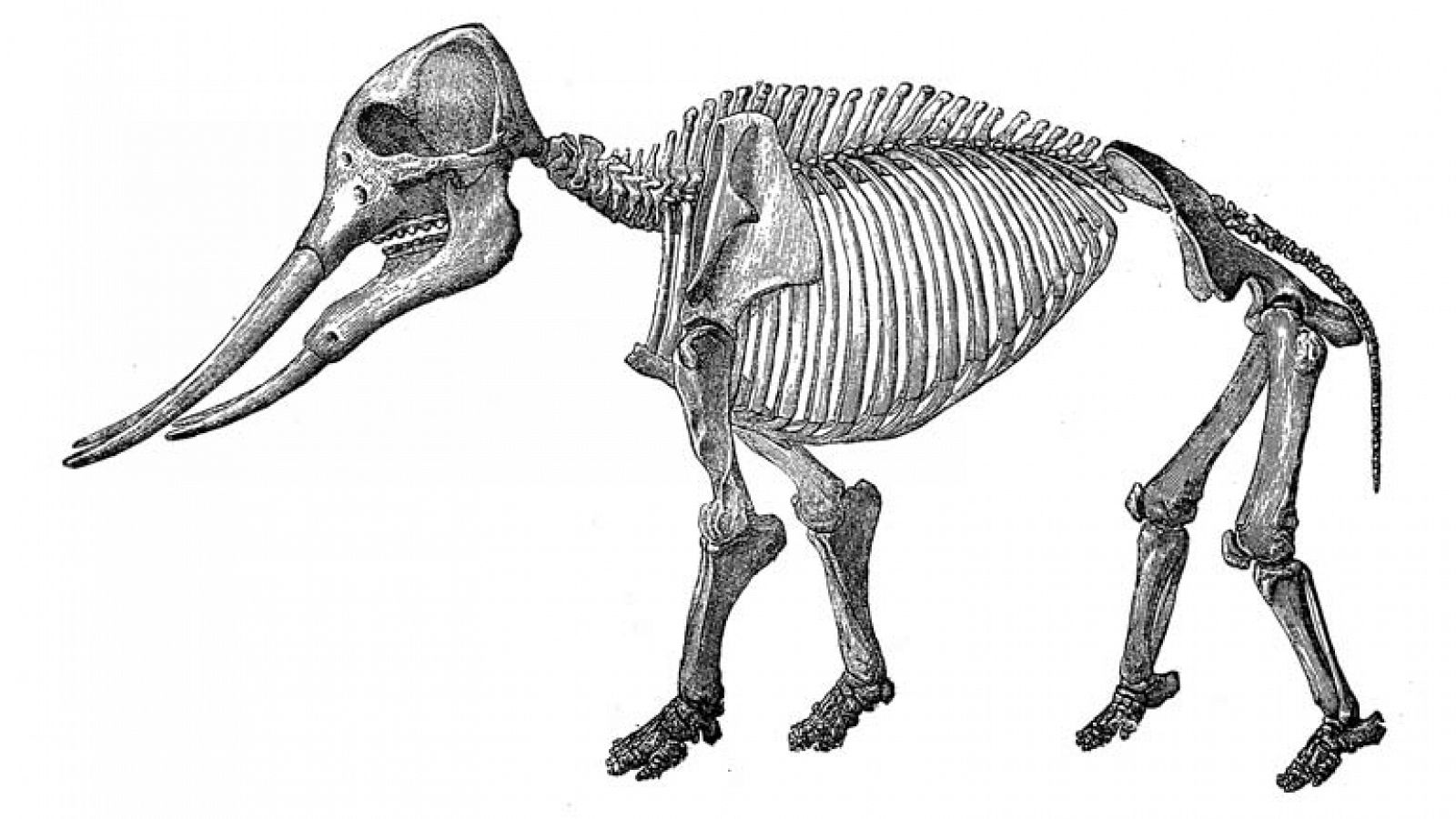 Recreación de un esqueleto de "Gomphotherium angustidens"