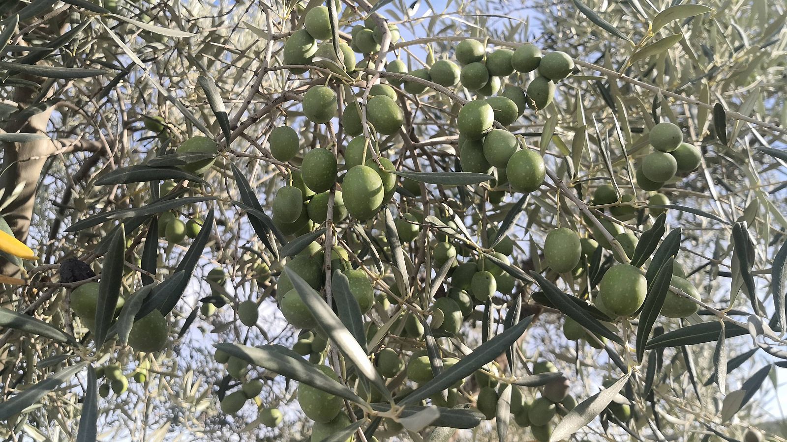 Aceitunas en un olivo