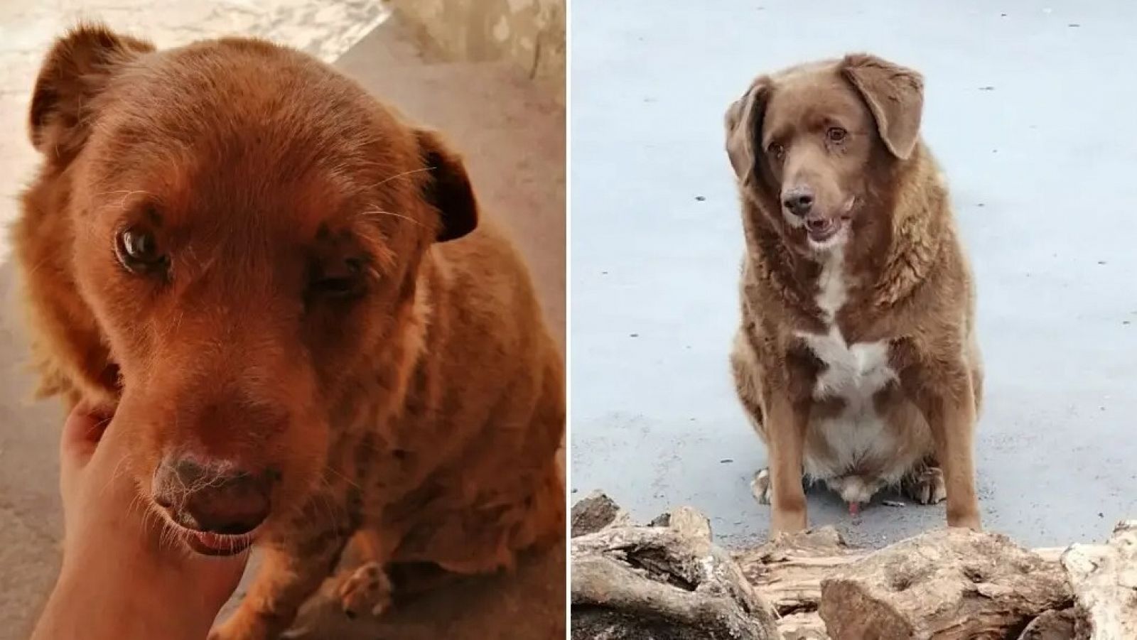 Bobi, el perro más longevo del mundo, muere en Portugal a los 31 años de edad