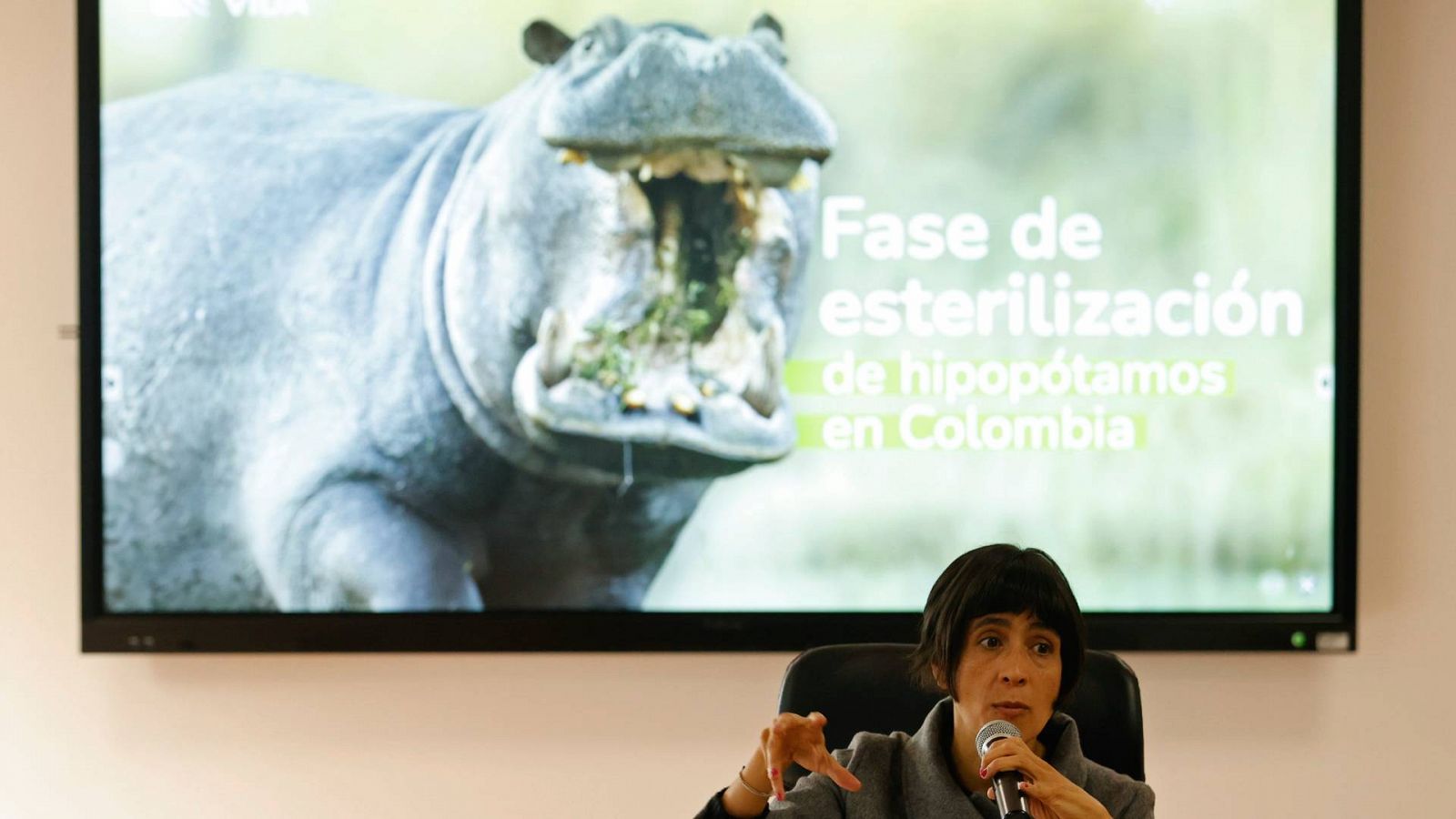 La ministra colombiana de Ambiente y Desarrollo Sostenible, Susana Muhamad, durante una rueda de prensa sobre la Fase de esterilización de hipopótamos en Colombia.