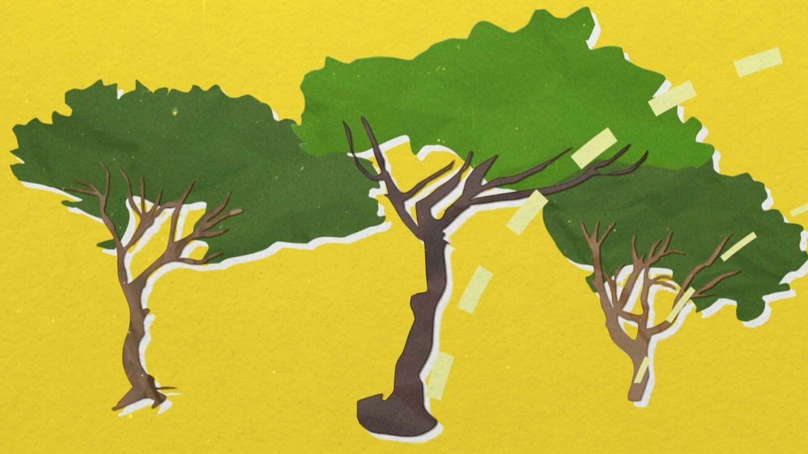 Quin és l'origen de pixapins?