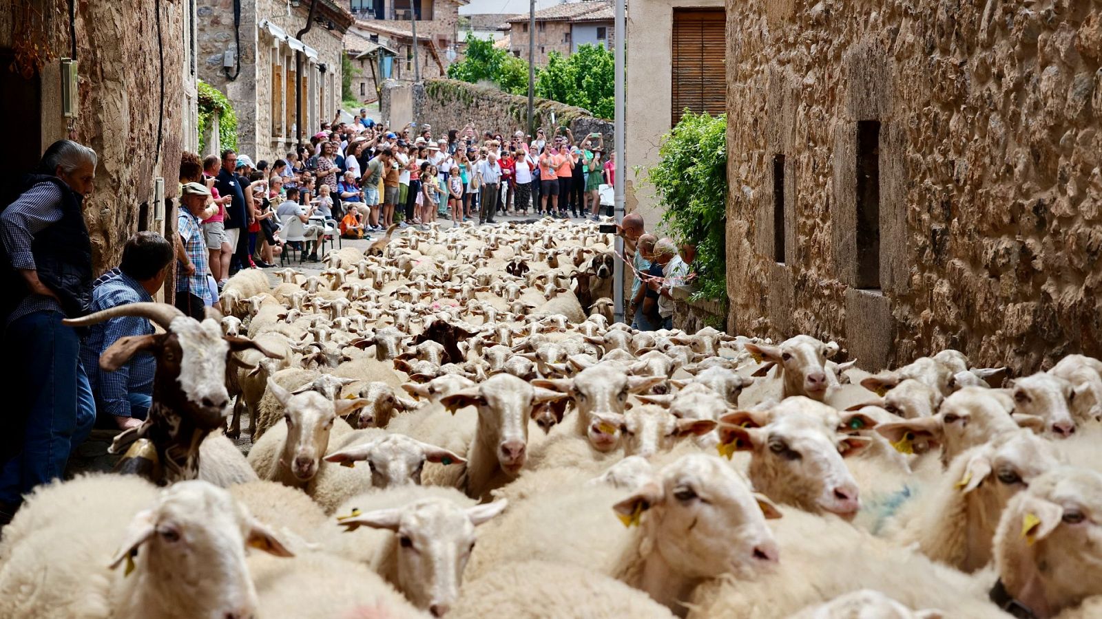 La fiesta de la trashumancia en la localidad riojana de Brieva de Cameros