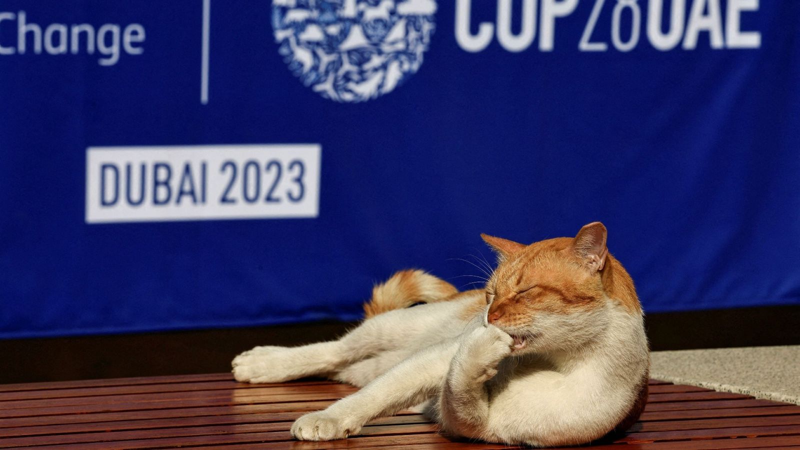 COP28: Uno de los vecinos más queridos entre la fauna de la pequeña ciudad de la cumbre