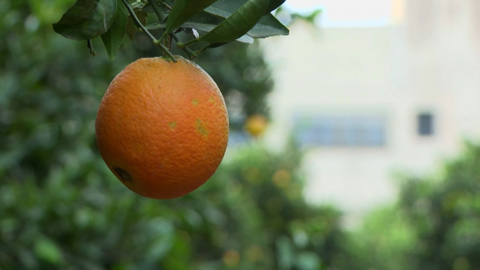 Naranja en árbol