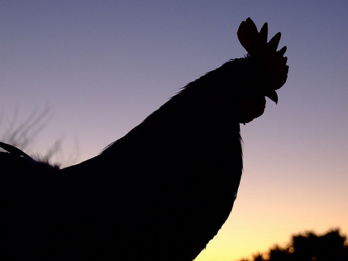 Los gallos emiten su canto para atraer a las hembras y espantar a otros machos