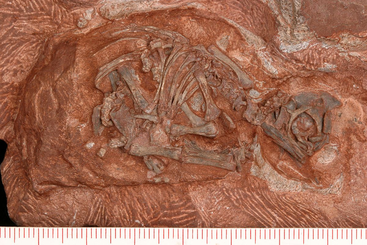 Restos de un embrión de Massospondylus.