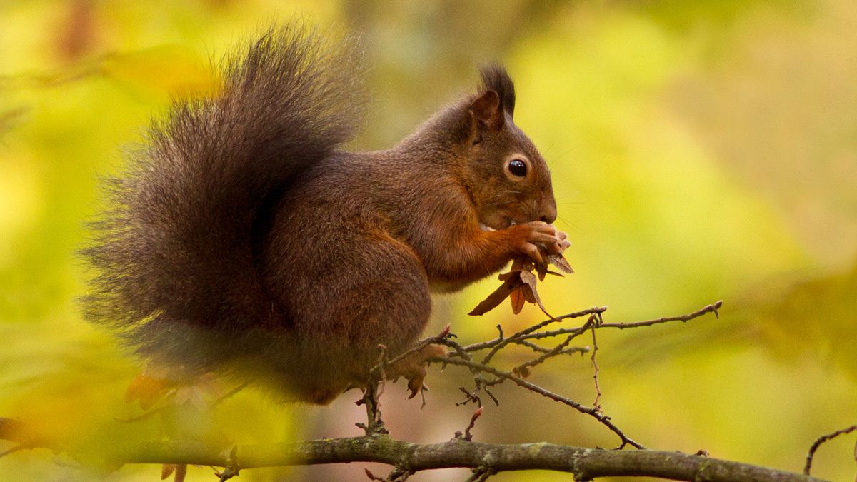 Una ardilla roja
