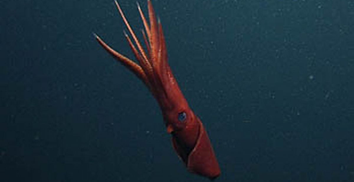 Los calamares bisexuales