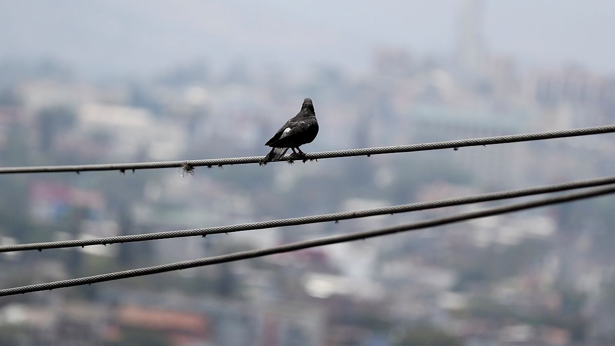 Un carbonero común descansa sobre un cable de alta tensión