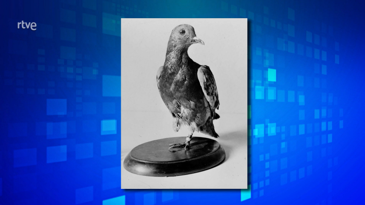 Título 'Cher Ami', la paloma mensajera que fue una heroína