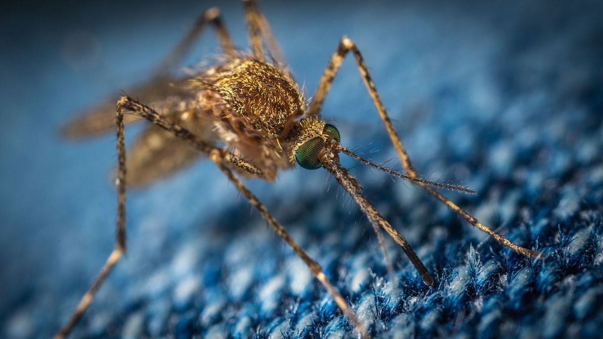 Cómo evitar picaduras en función del insecto